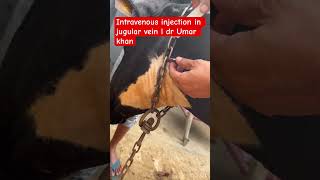 Intravenous injection in jugular vein l dr Umar khan [upl. by Mehcanem]