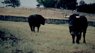 Victoriano del Río ganaderos de toros de lidia [upl. by Pitt]