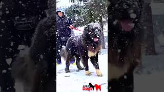 Our dogs love the snow Do your dogs love the snow too bigdog dog dogowner dogbreed [upl. by Maurizia]