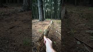 Love those nuts maineybynature squirrel animals nature wildanimals mainelife wildlife yt [upl. by Ardnahs721]