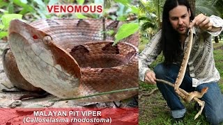 Handling the Malayan Pit Viper [upl. by Ahsiuqat]