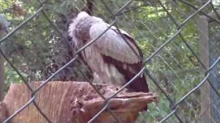 Harpyie Birds Zoo Nuernberg [upl. by Favianus909]