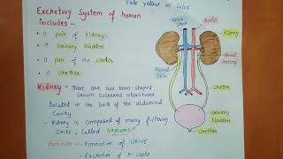 Excretion  Class 10  Chapter  6  Life Processes  Biology [upl. by Lalaj]