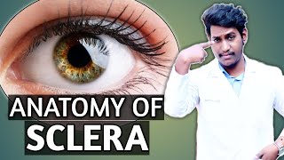 anatomy of sclera of eye structure and layers of sclera sclera anatomy 2021 [upl. by Iorio]