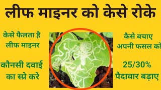 leaf miner ko kese roke🔥 लीफ माइनर को केसे रोके life cycle of leaf miner  लीफ माईनरleaf miner [upl. by Gabel]