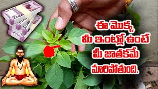 ఈ మొక్క మీ ఇంట్లో ఉంటే మీ జాతకమే మారిపోతుంది  kuppintakuacalypha indica plant uses in telugu [upl. by Anaigroeg]