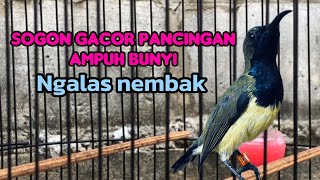 SOGON GACOR PANCINGAN BUNYI [upl. by Anitrak528]