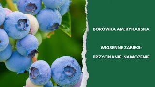 Zapewnij sobie wysoki plon BORÓWKI AMERYKAŃSKIEJ  wykonaj teraz te zabiegi [upl. by Leihcar]