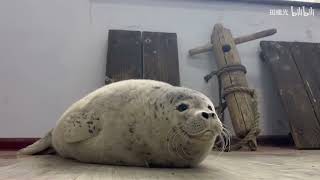 Newly molted baby spotted seal in shelter 2024 [upl. by Nosirb]