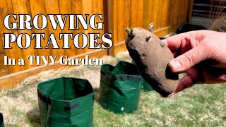 GROW POTATOES in BAGS Super easy [upl. by Scevor]