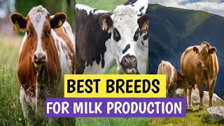 India’s Best Cow Breeds and why you should care [upl. by Streeter]