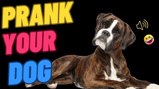 Prank Your Dog Sound Effects Play These Sounds and Watch Their Reaction [upl. by Tecla]