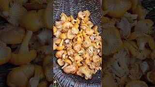 Chanterelle mushrooms [upl. by Old775]