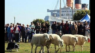 Sheep Herding Demonstration at the 2019 Scottish Festival Long Beach [upl. by Cohl]