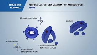 RESPUESTA EFECTORA MEDIADA POR ANTICUERPOS VIRUS [upl. by Anaej]