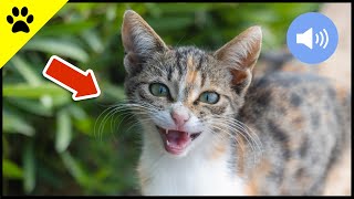 😺 Katzen Miauen  Teste wie deine Katze oder dein Hund reagiert  Sound Effect [upl. by Terag]