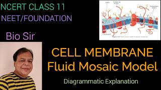 Cell membrane  Structure and Function  complete exlanation Fluid Mosaic Model [upl. by Atirres]