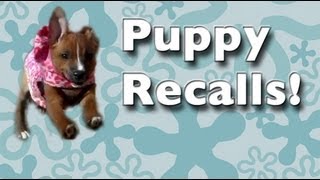 Teach ANY puppy to come when called  come recall training come recall fun and games [upl. by Bromley]