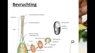 Bloemen vruchten en zaden  Bevruchting [upl. by Veradi]