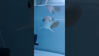 Arowana Fish Feeding  Best Food For Arowana Fish [upl. by Agnes]