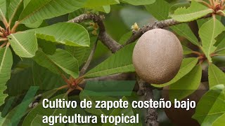 Cultivo de zapote costeño bajo agricultura tropical  TvAgro por Juan Gonzalo Angel Restrepo [upl. by Furie]