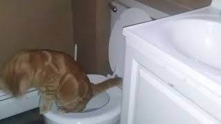 My cat using the toilet [upl. by Opalina]