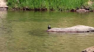 American Dipper  hunting caddisflies [upl. by Feer205]