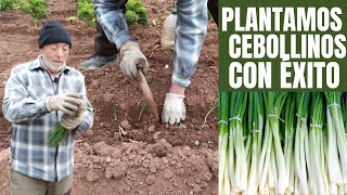 Cómo plantar cebollinos para producir cebollas  Tutorial [upl. by Huckaby57]