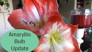 Amaryllis Minerva Bulb Care Holiday Amaryllis Bulb dormancy [upl. by Aikmat174]