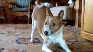 Basenji play bow [upl. by Enileuqaj]