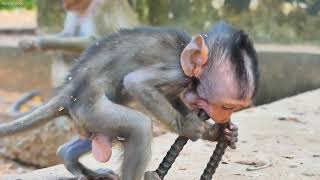 Adorable Baby Monkey Jester Finding Food with Mom Jinx [upl. by Yelda]