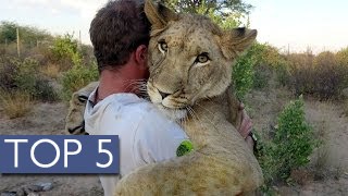 Top 5 Unlikely Animal Friendships [upl. by Aikram]