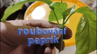 roubování paprik znovu a lépe [upl. by Yevreh769]