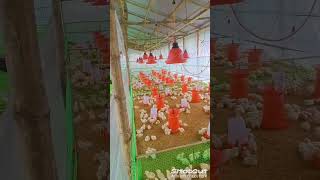 Ray poultry farmmurgipaln murga birds abhishekpoultry chiksclips business money paisa [upl. by Nolyd]