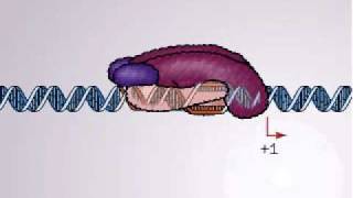 Transcription in Bacteria  Promoter and promoter complex [upl. by Press555]