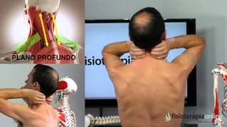 Tratamiento dolor en el cuello y los hombros  Fisioterapia Bilbao [upl. by Homere]