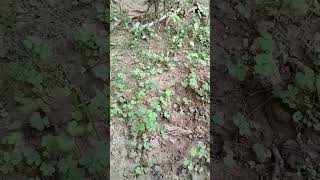 Oxalis plant agriculture science biology farming [upl. by Ahsirhcal147]