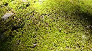 Mosses are nonflowering plants which produce spores and have stems and leaves [upl. by Jud]