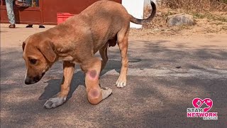 Rescue of the adorable Dog with a Crushed front leg  Multiple Fractures [upl. by Amekahs]