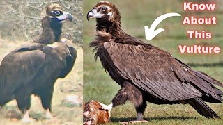 Cinereous Vulture Feeding on Carcass Vulture Conservation Vulture Education Wildlife Documentary [upl. by Hennessy]