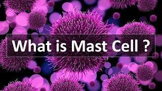 What is mast cell   What is the definition of mast cell   Mast cell function [upl. by Notnyw]