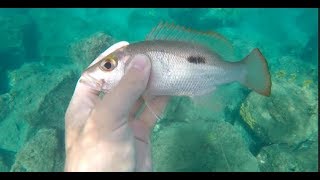 SNORKEL FISHING On The Island of NEVIS Fishing Underwater [upl. by Ocker460]