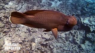 Kurzvideo Napoleon Fisch Hurghada Red Sea Egypt [upl. by Ecille]