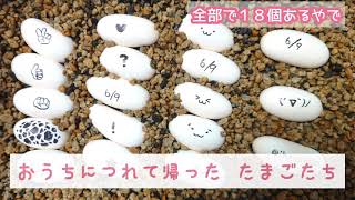 白蛇ちまきちゃんのたまご🥚あれから [upl. by Bowler557]