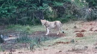 Lioness at Tembe Elephant Park Part 2  africam  exploreorg [upl. by Sesom962]