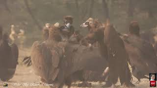 The cinereous vulture Aegypius monachus  the black vulture Bikaner [upl. by Yort]