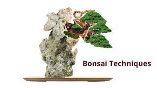 Chinensis juniper bonsai techniques bonsaitechniques bonsai juniperbonsai [upl. by Ordnajela]