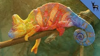 Chameleons Fight Using Colors [upl. by Alikam319]