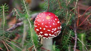 Introduction To Amanita Muscaria [upl. by Tilla]