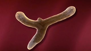 Planarian Regeneration and Stem Cells  HHMI BioInteractive Video [upl. by Doran]